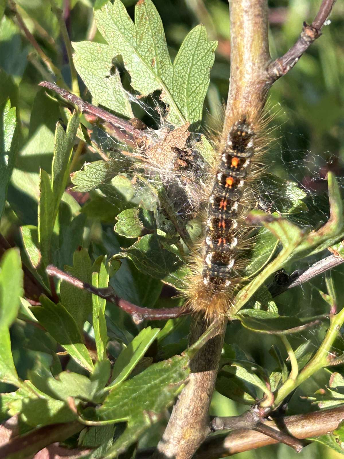 Brown-tail (Euproctis chrysorrhoea) photographed at Sandwich Bay  by Dave Shenton