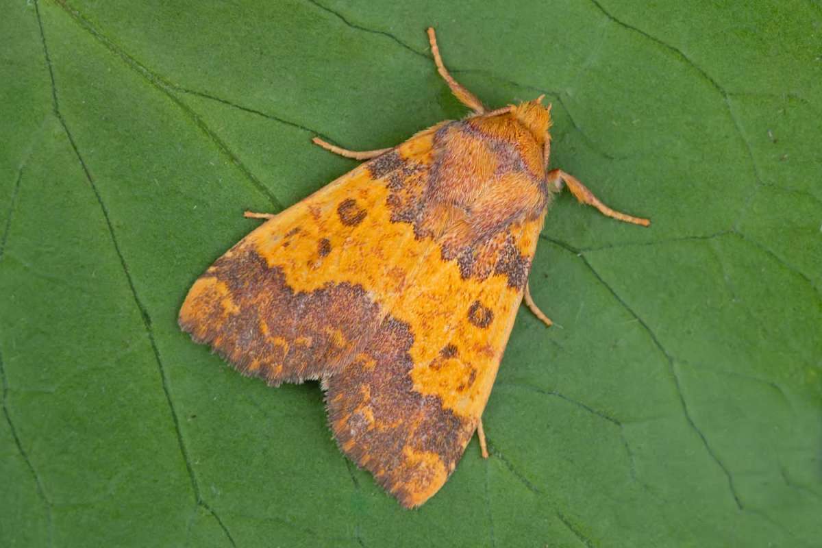 Barred Sallow (Tiliacea aurago) photographed in Kent by Peter Maton