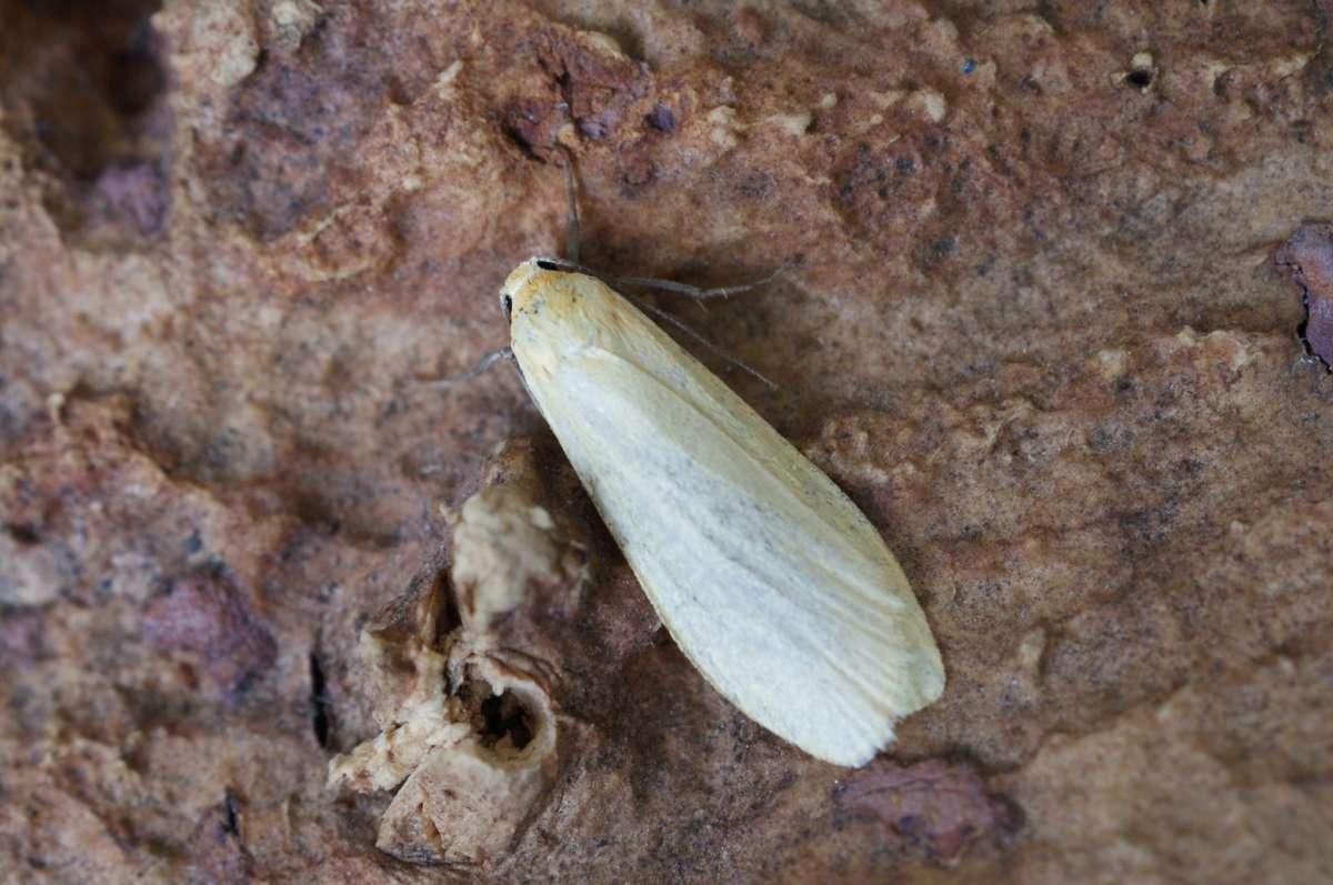 Buff Footman (Eilema depressa) photographed at Aylesham  by Dave Shenton 