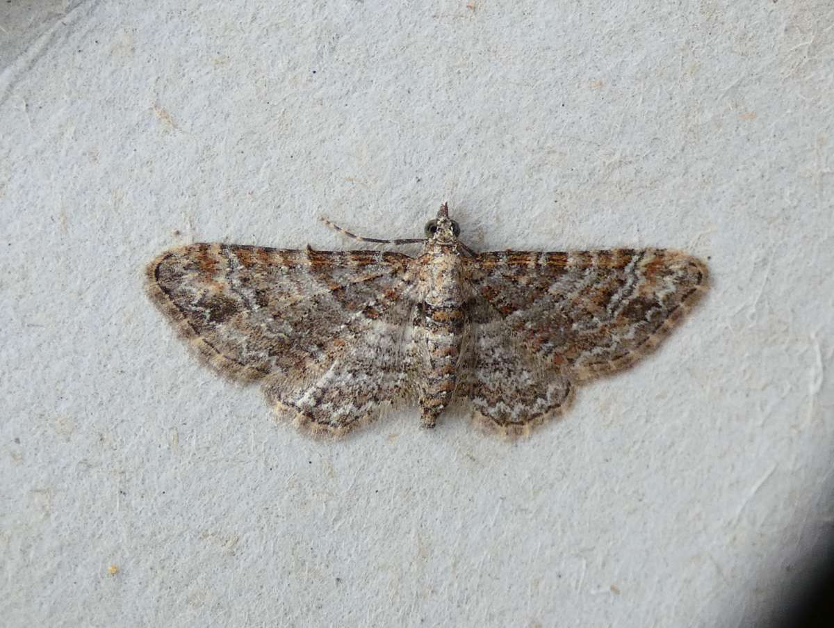 Double-striped Pug (Gymnoscelis rufifasciata) photographed in Kent by Tony King