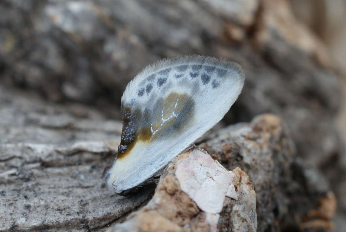 Chinese Character (Cilix glaucata) photographed at Aylesham  by Dave Shenton 