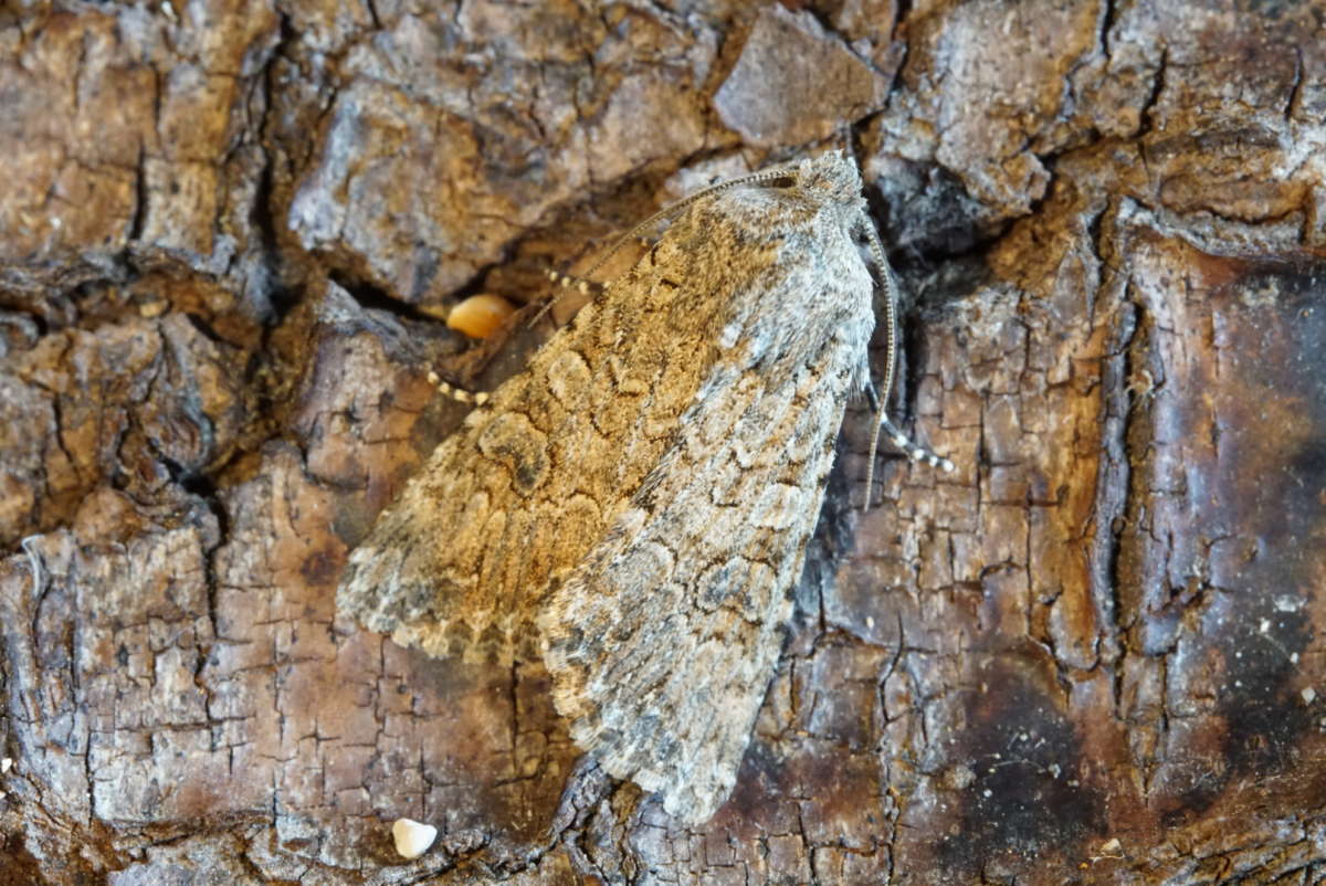 The Nutmeg (Anarta trifolii) photographed at Aylesham  by Dave Shenton 