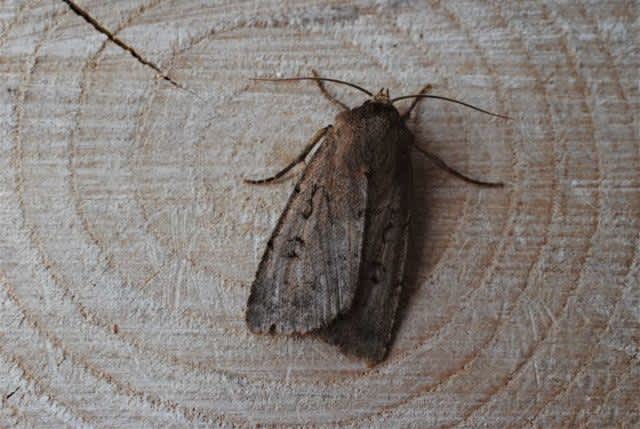 Double Dart (Graphiphora augur) photographed in Kent by Anthony Wren 