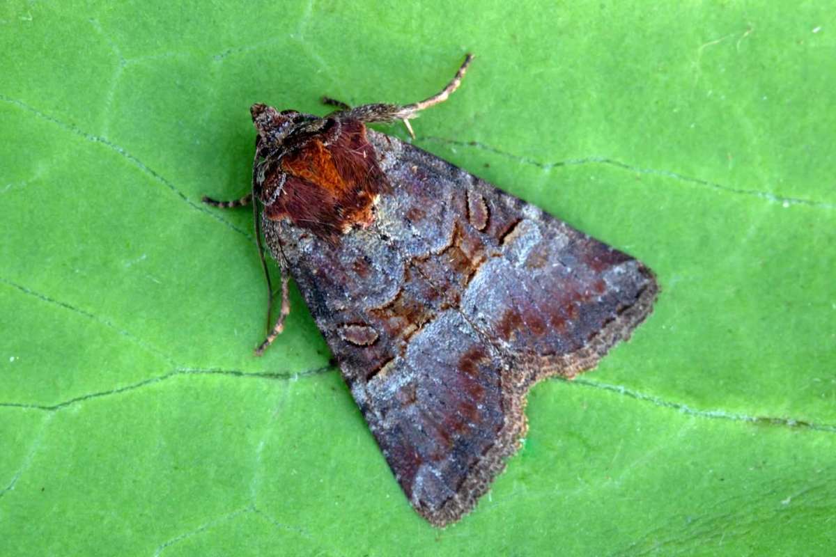 Rosy Minor (Litoligia literosa) photographed in Kent by Peter Maton