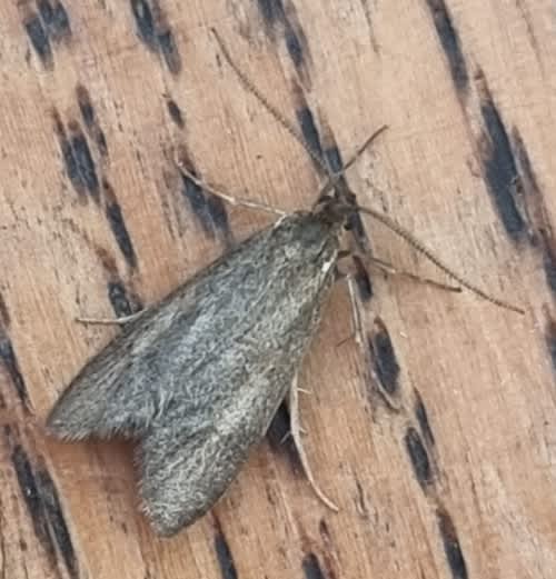 November Tubic (Diurnea lipsiella) photographed in Kent by Steve Cutt