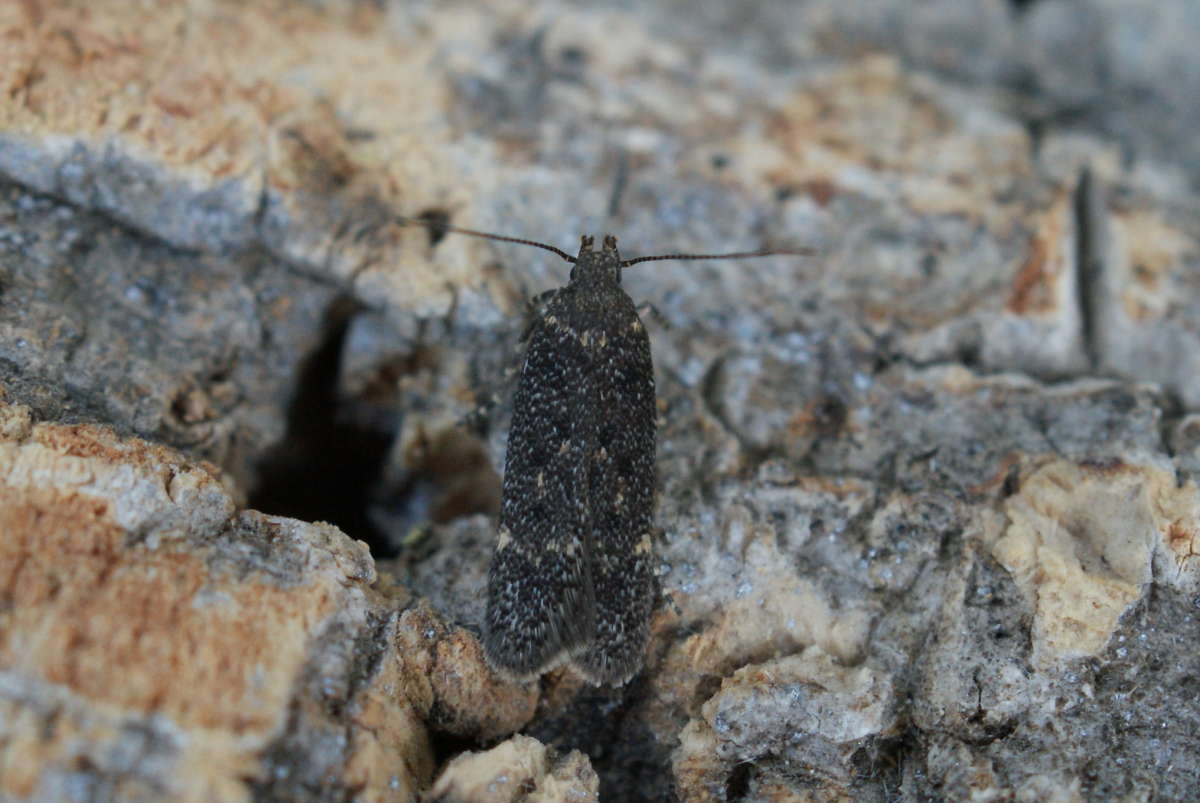 Dark Neb (Bryotropha affinis) photographed in Kent by Dave Shenton