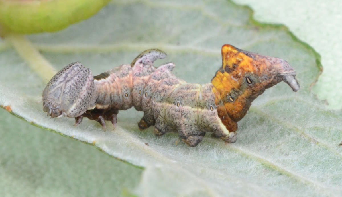 Pebble Prominent (Notodonta ziczac) photographed at Longbeech Wood by Alan Stubbs 