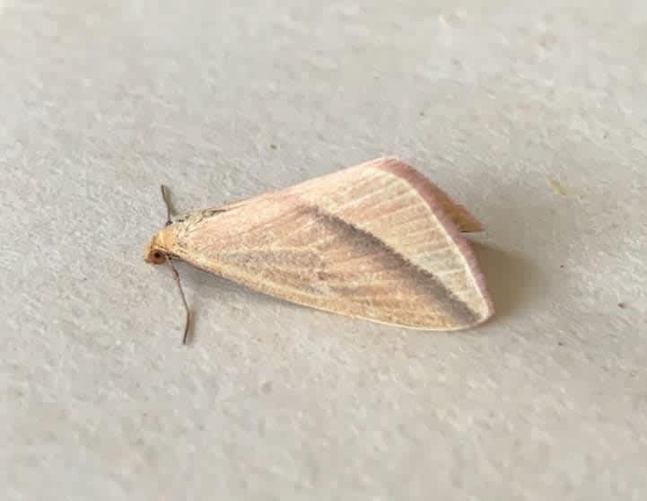 The Vestal (Rhodometra sacraria) photographed in Kent by Alan Roman 