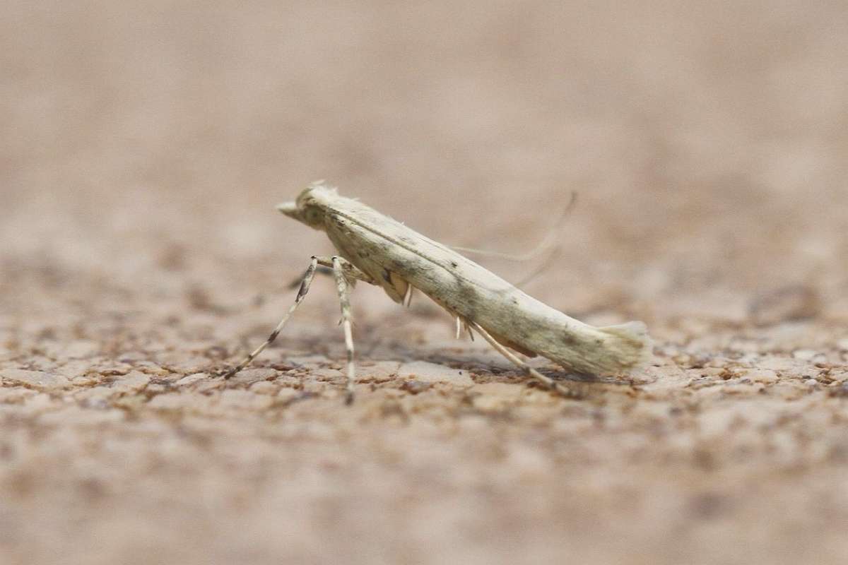 Sulphur Slender (Povolnya leucapennella) photographed in Kent by Josh Jones 