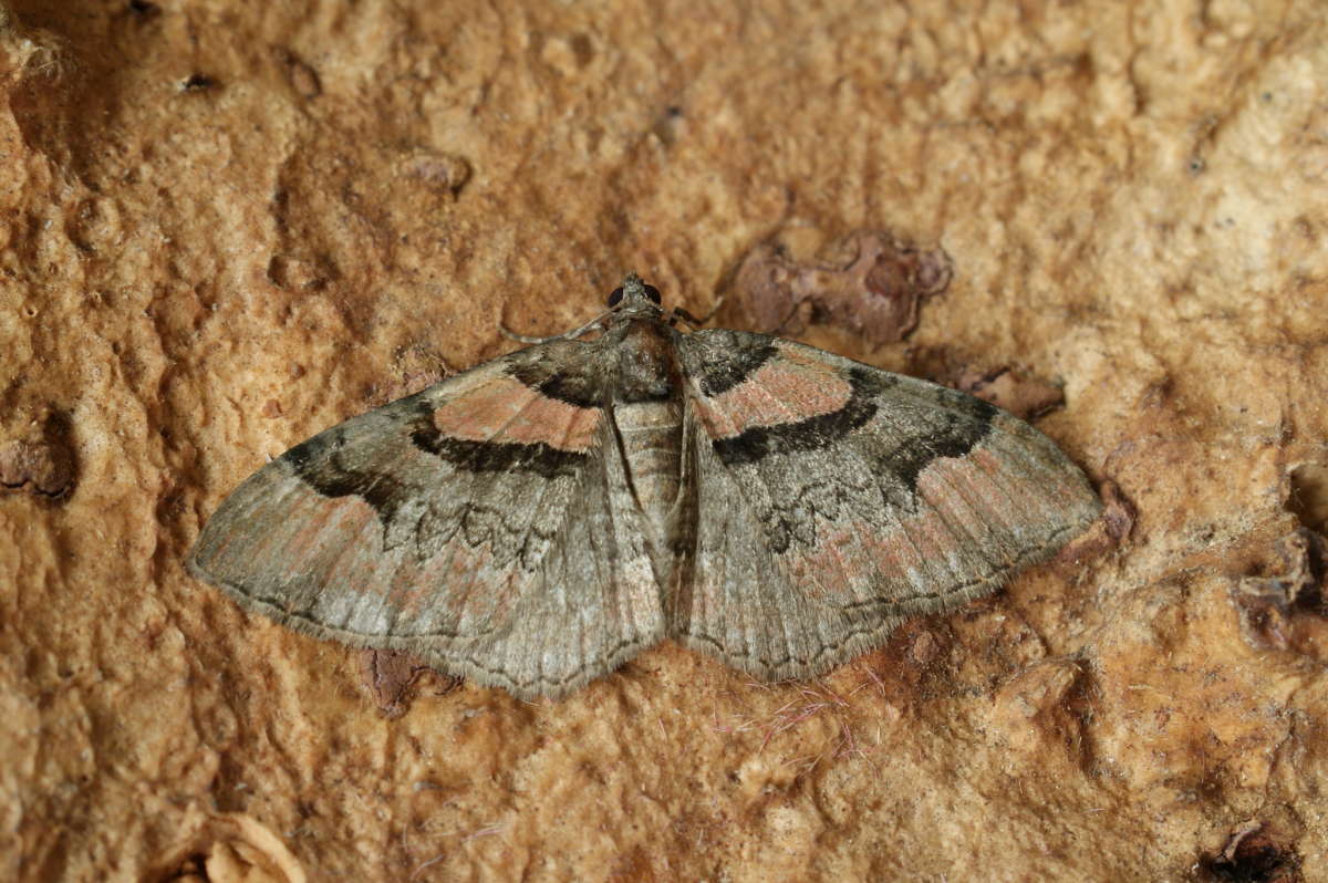 Ruddy Carpet (Catarhoe rubidata) photographed in Kent by Dave Shenton 