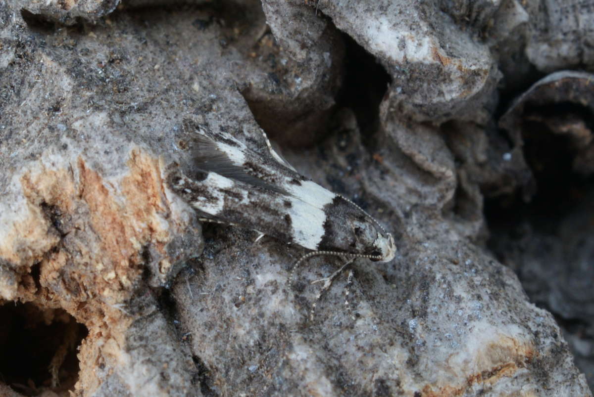 White-barred Groundling (Recurvaria leucatella) photographed at Aylesham  by Dave Shenton 