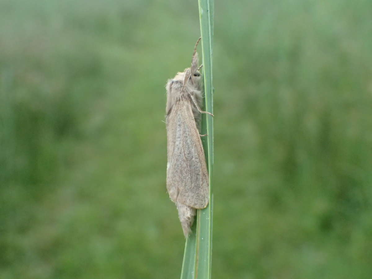 Reed Leopard (Phragmataecia castaneae) photographed in Kent by Dave Shenton 