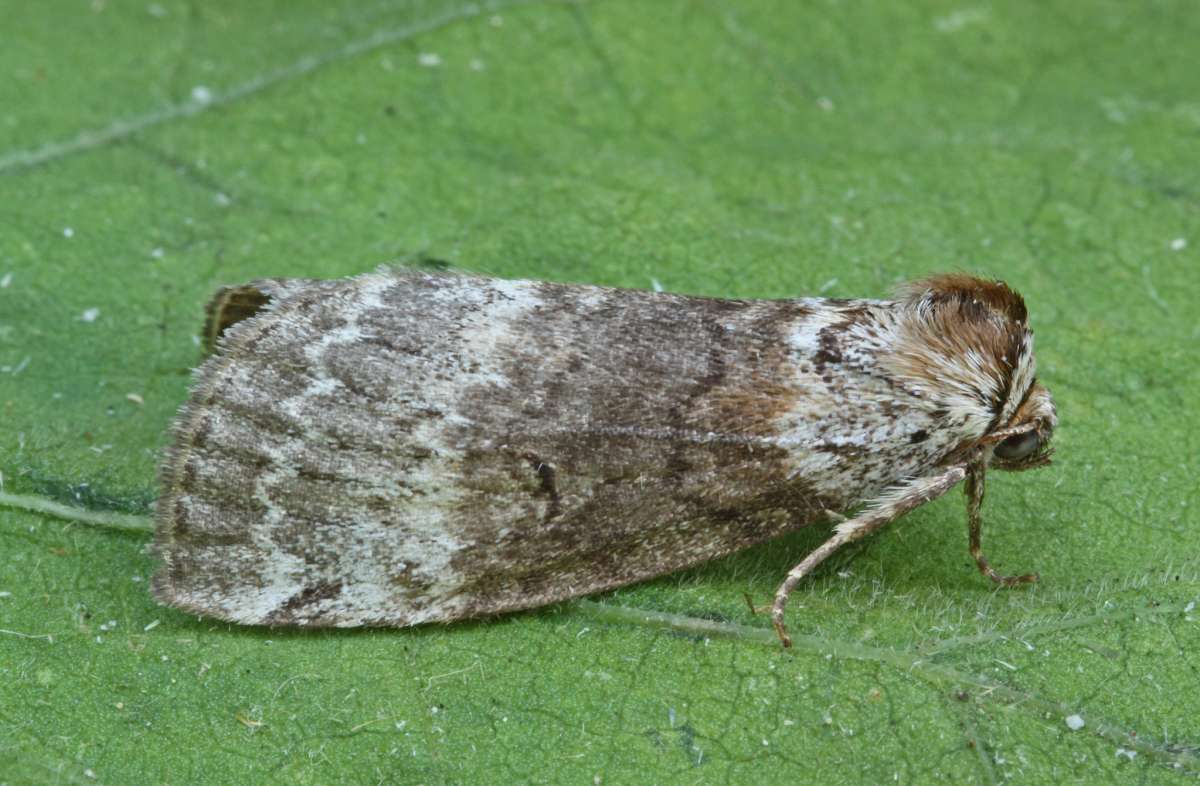 Satin Lutestring (Tetheella fluctuosa) photographed at Boughton-under-Blean by Peter Maton 