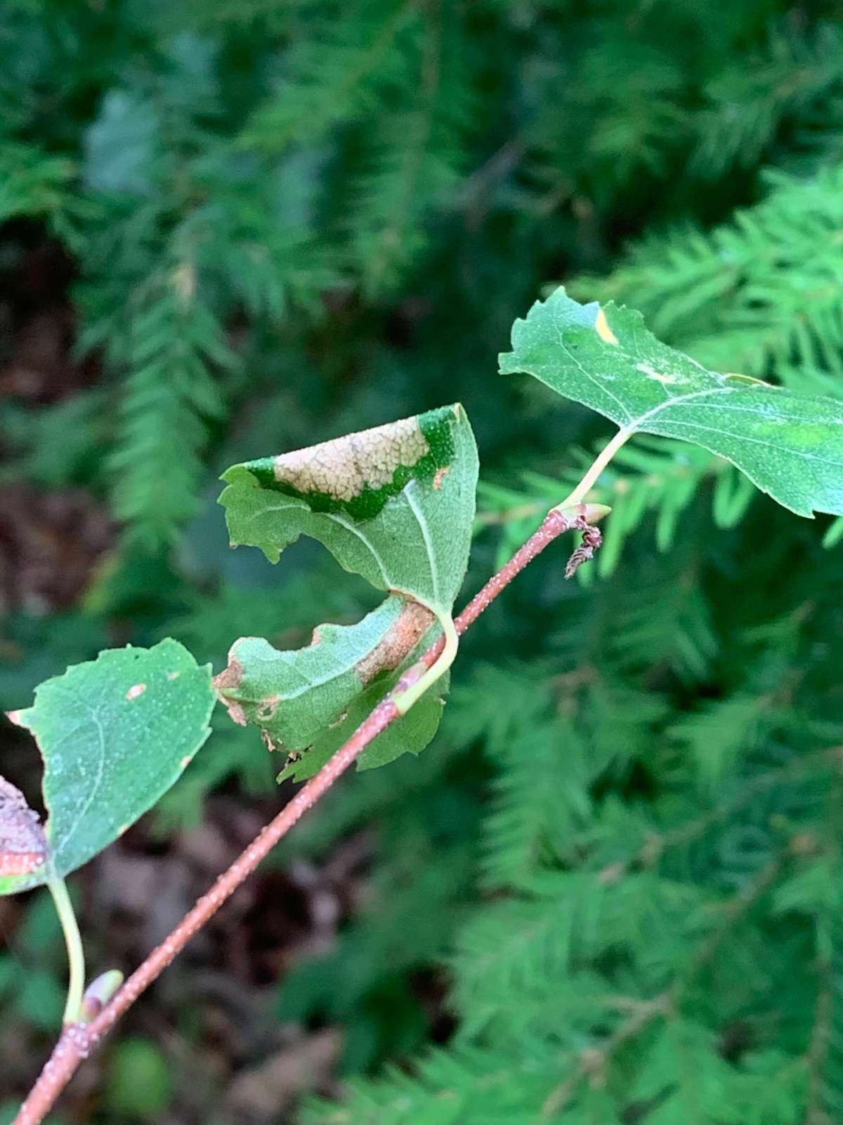 Brown Birch Slender (Parornix betulae) photographed in Kent by Dave Shenton 