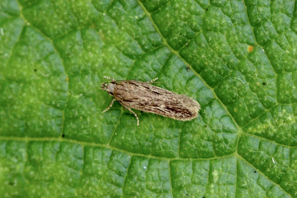 Cypress Groundling (Gelechia senticetella) photographed in Kent by Alan Meek