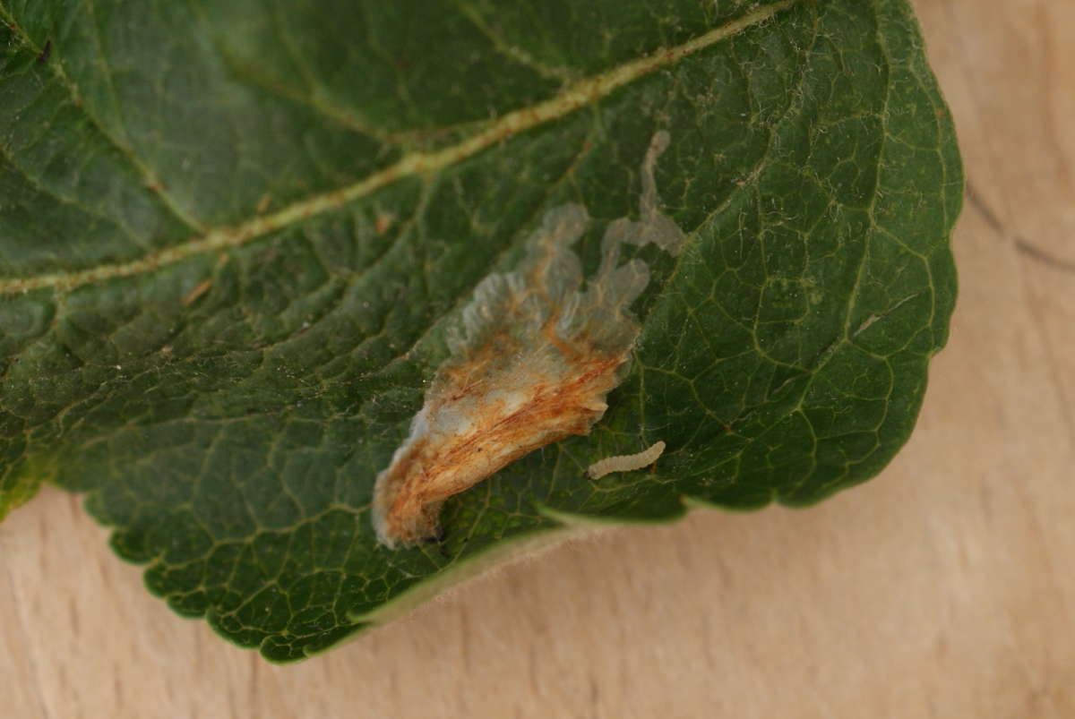 Garden Apple Slender (Callisto denticulella) photographed in Kent by Dave Shenton 