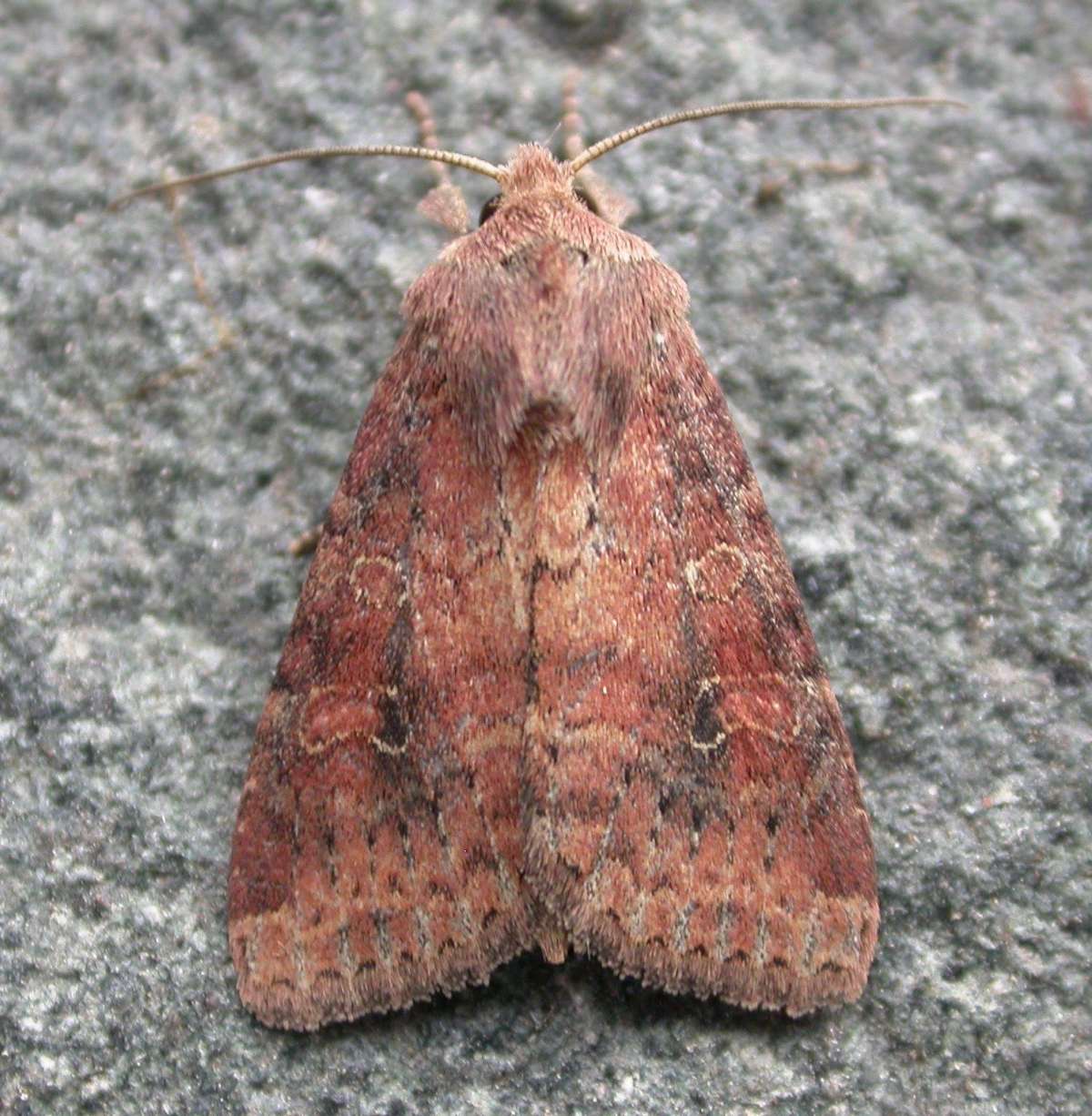 The Suspected (Parastichtis suspecta) photographed in Kent by Ross Newham 