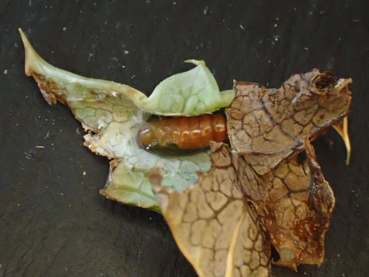 Sea-holly Flat-body (Agonopterix cnicella) photographed in Kent by Dave Shenton 