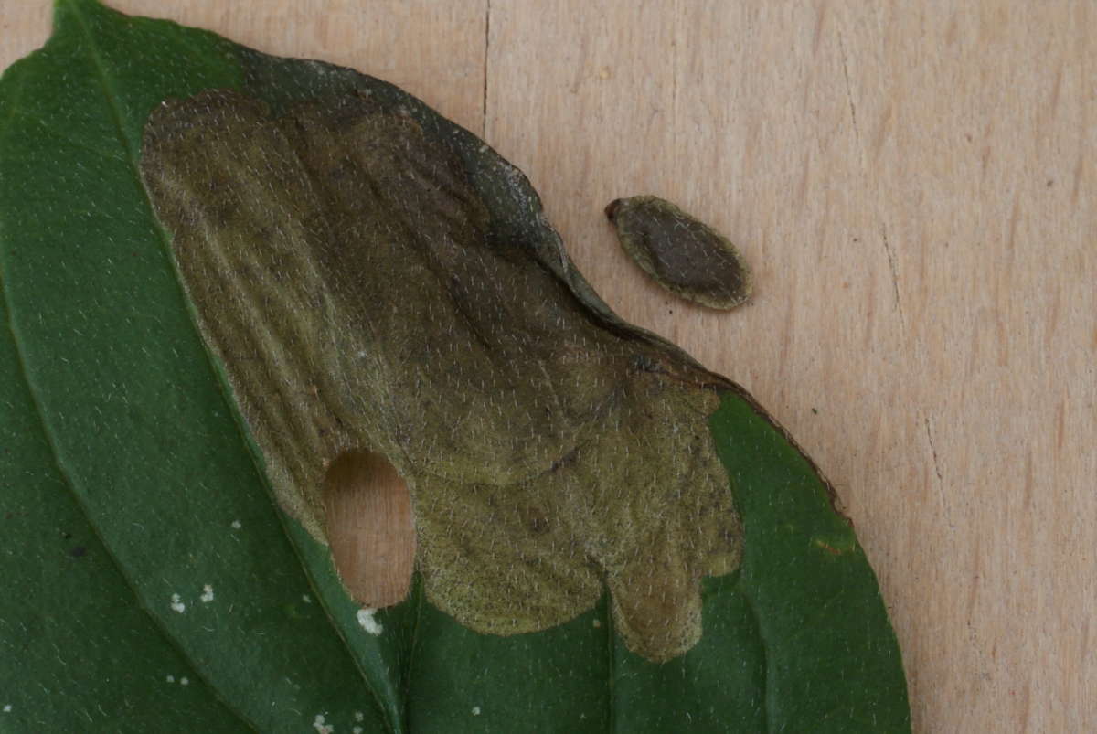 Four-spot Lift (Antispila metallella) photographed at Aylesham  by Dave Shenton 