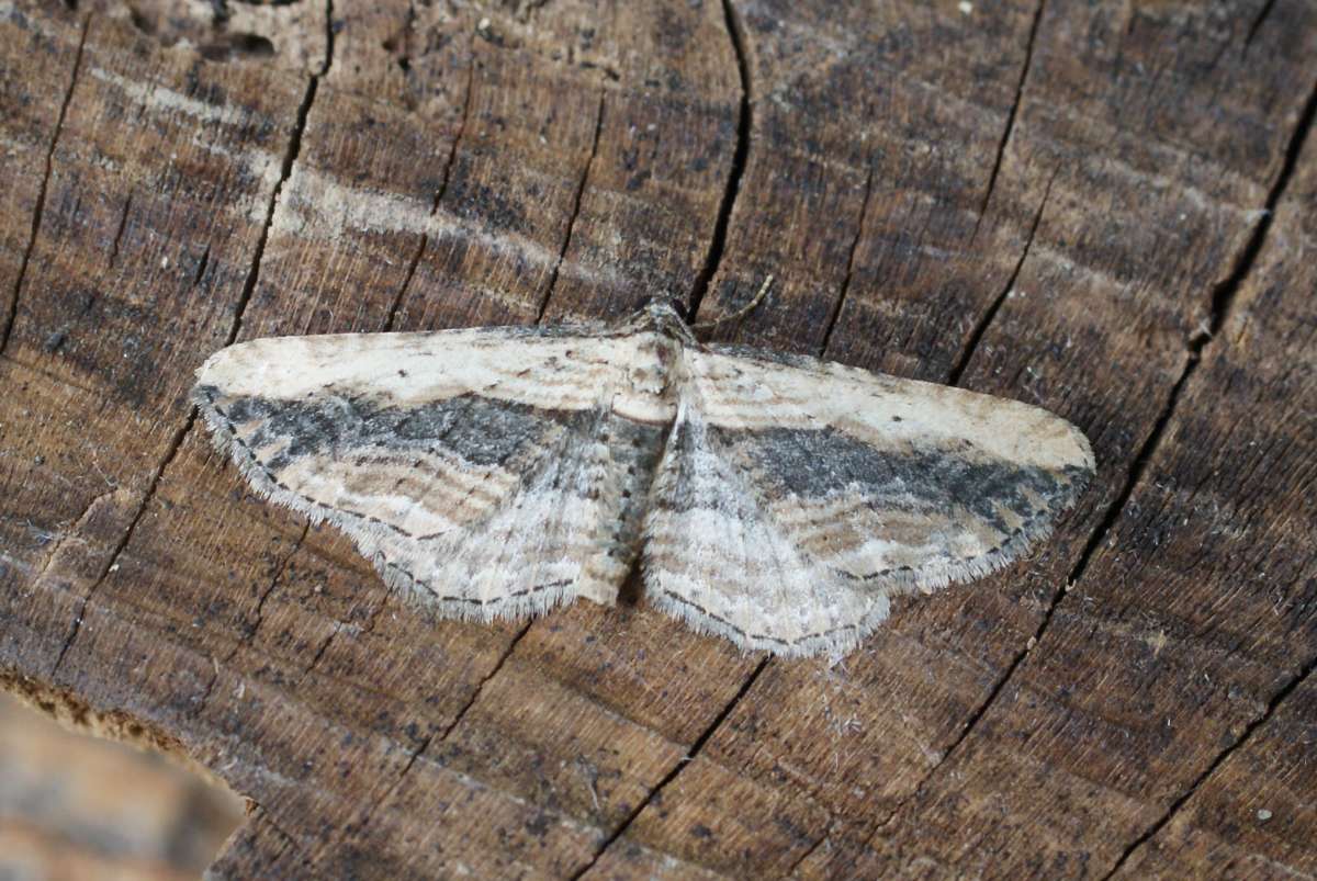 Small Waved Umber (Horisme vitalbata) photographed at Aylesham  by Dave Shenton 