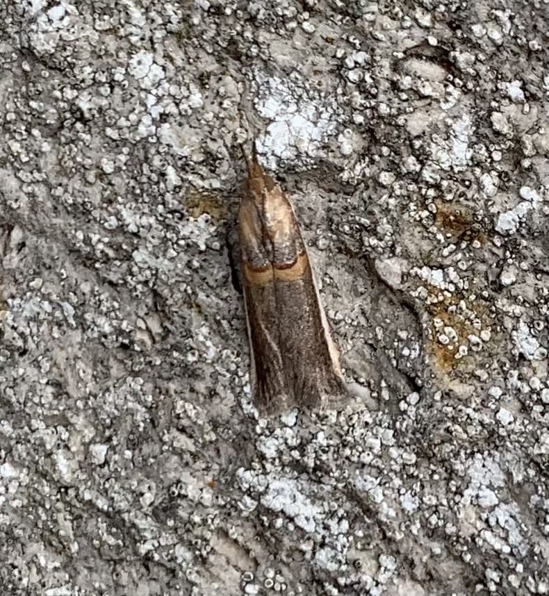 Legume Knot-horn (Etiella zinckenella) photographed at Dorset  by Andy Millar