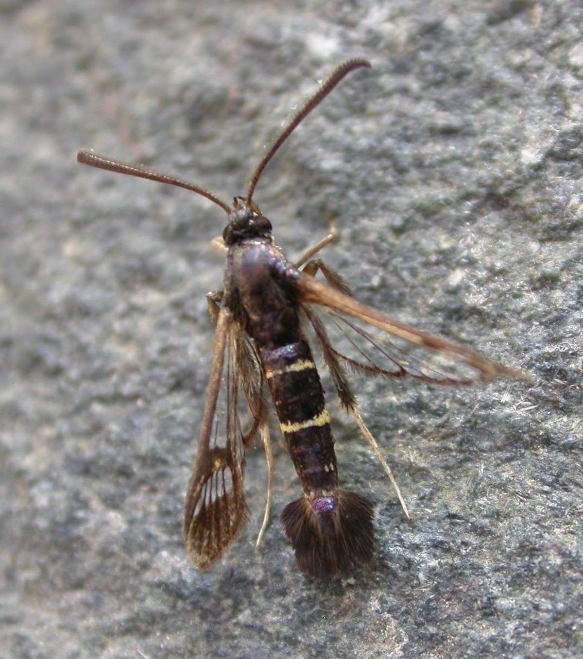 Sallow Clearwing (Synanthedon flaviventris) photographed in Kent by Ross Newham 