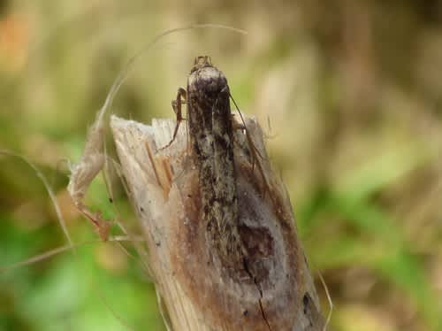 Dingy Dowd (Blastobasis adustella) photographed in Kent by Tony King