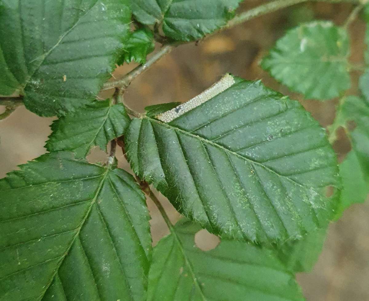 Hornbeam Midget (Phyllonorycter tenerella) photographed in Kent by David Carey 