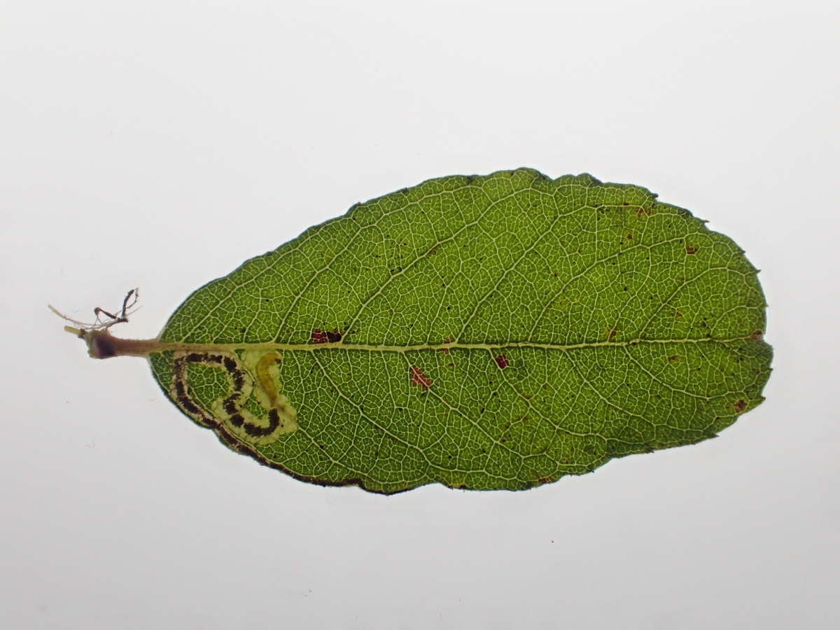 Sallow Pigmy (Stigmella salicis) photographed in Kent by Dave Shenton