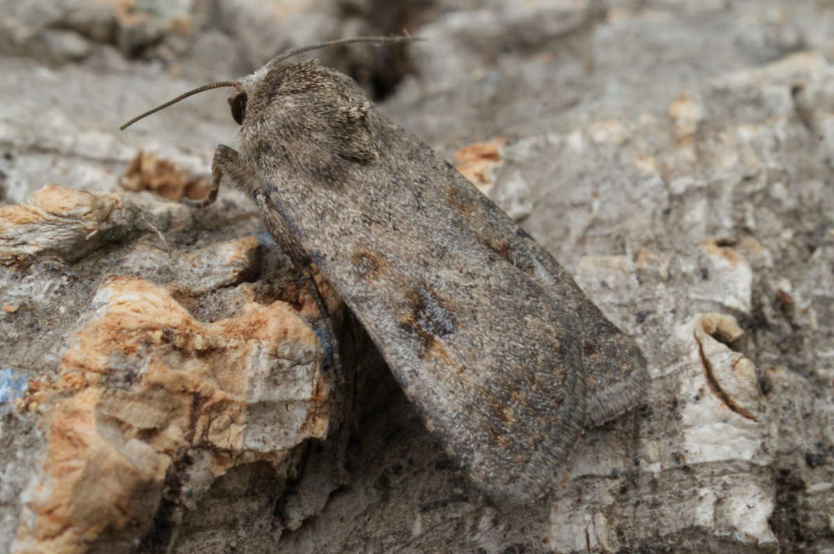 Mottled Rustic (Caradrina morpheus) photographed at Aylesham  by Dave Shenton 