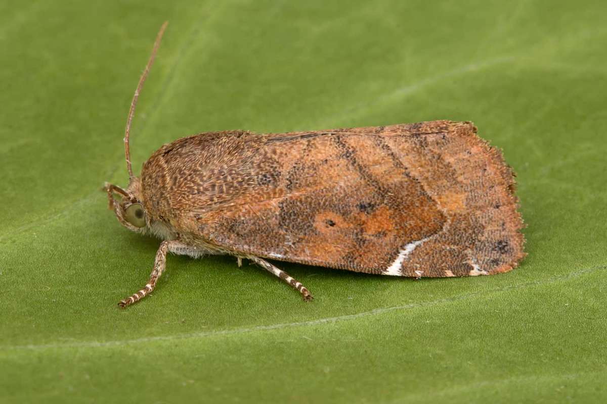 Lesser-spotted Pinion (Cosmia affinis) photographed at  Boughton-under-Blean  by Peter Maton