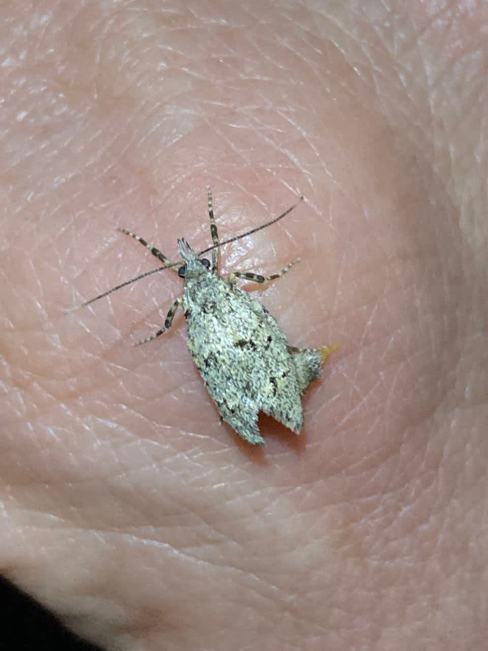 March Tubic (Diurnea fagella) photographed in Kent by Phil Ambler 