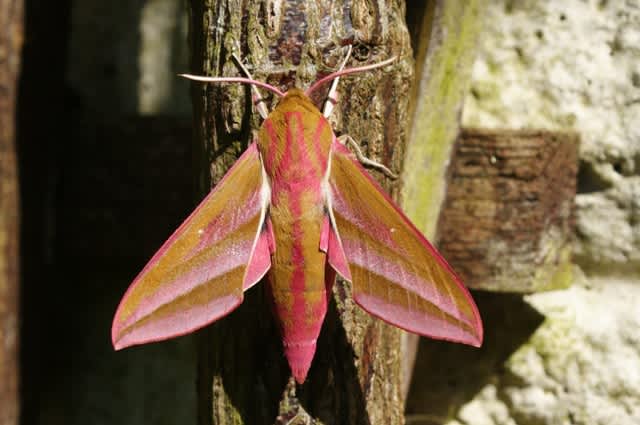 Elephant Hawk-moth (Deilephila elpenor) photographed at Aylesham  by Dave Shenton 