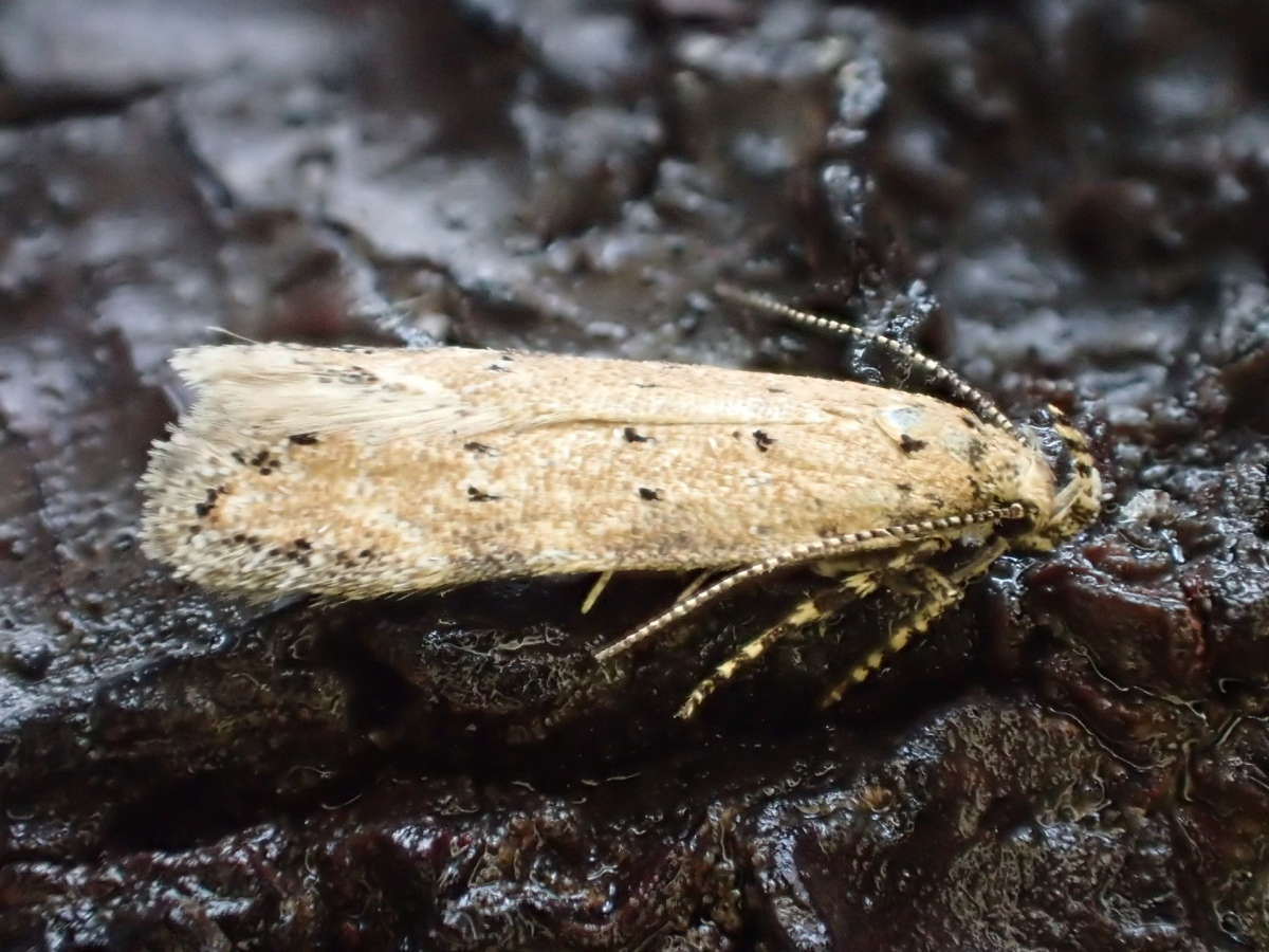 Tawny Groundling (Pseudotelphusa paripunctella) photographed at Church Wood by Dave Shenton 