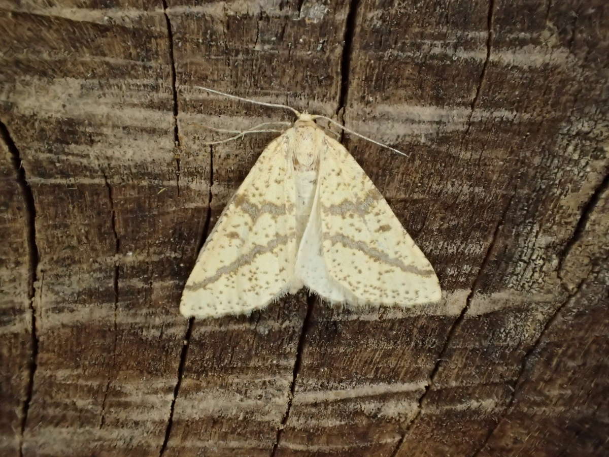 Yellow Belle (Aspitates ochrearia) photographed at Sandwich Bay by Dave Shenton 