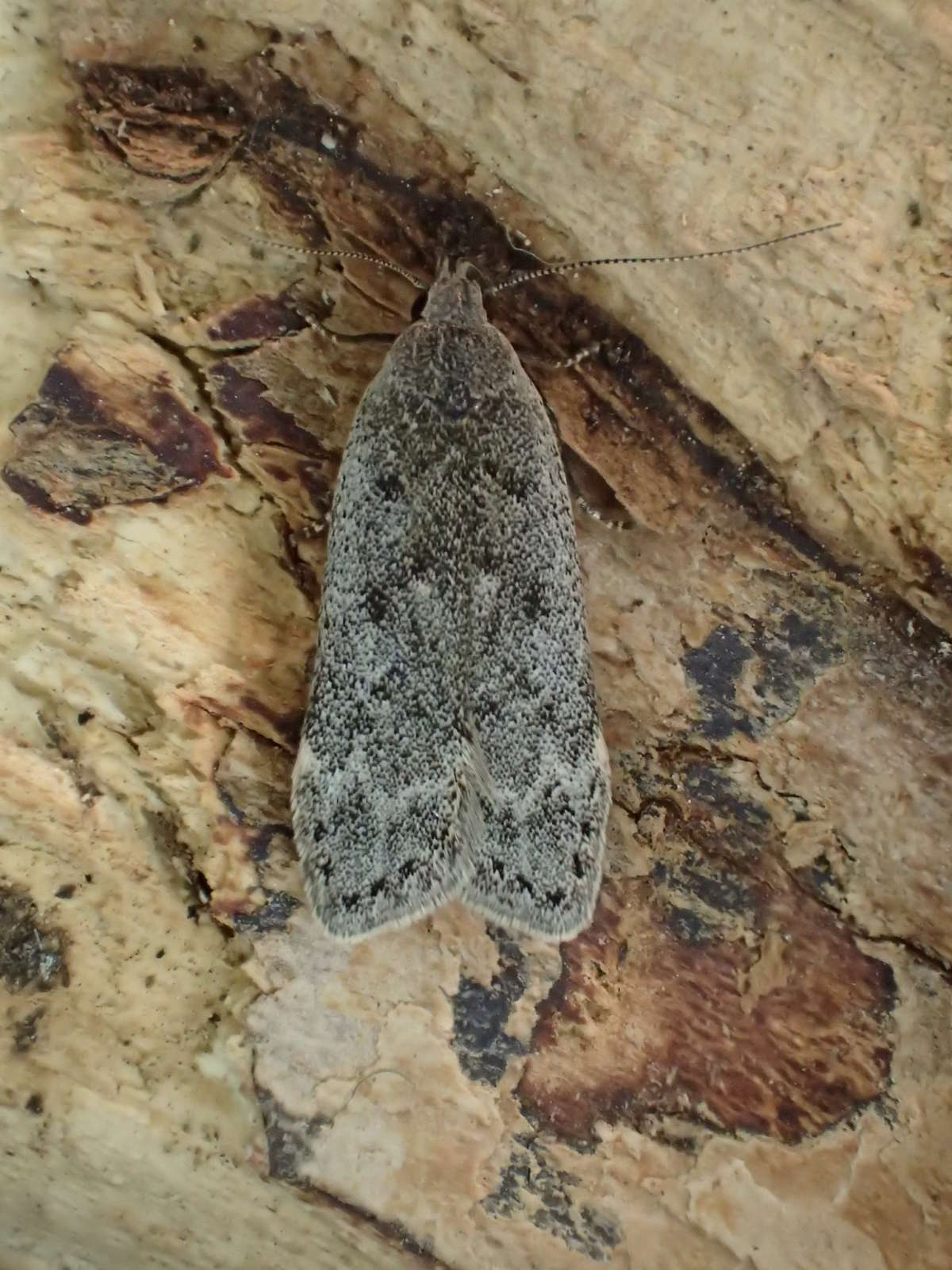 Poplar Sober (Anacampsis populella) photographed at Burnt Oak Wood  by Dave Shenton 