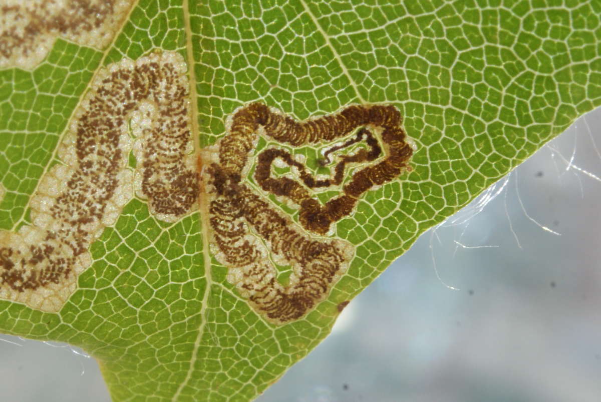 Beech Pigmy (Stigmella hemargyrella) photographed in Kent by Dave Shenton 