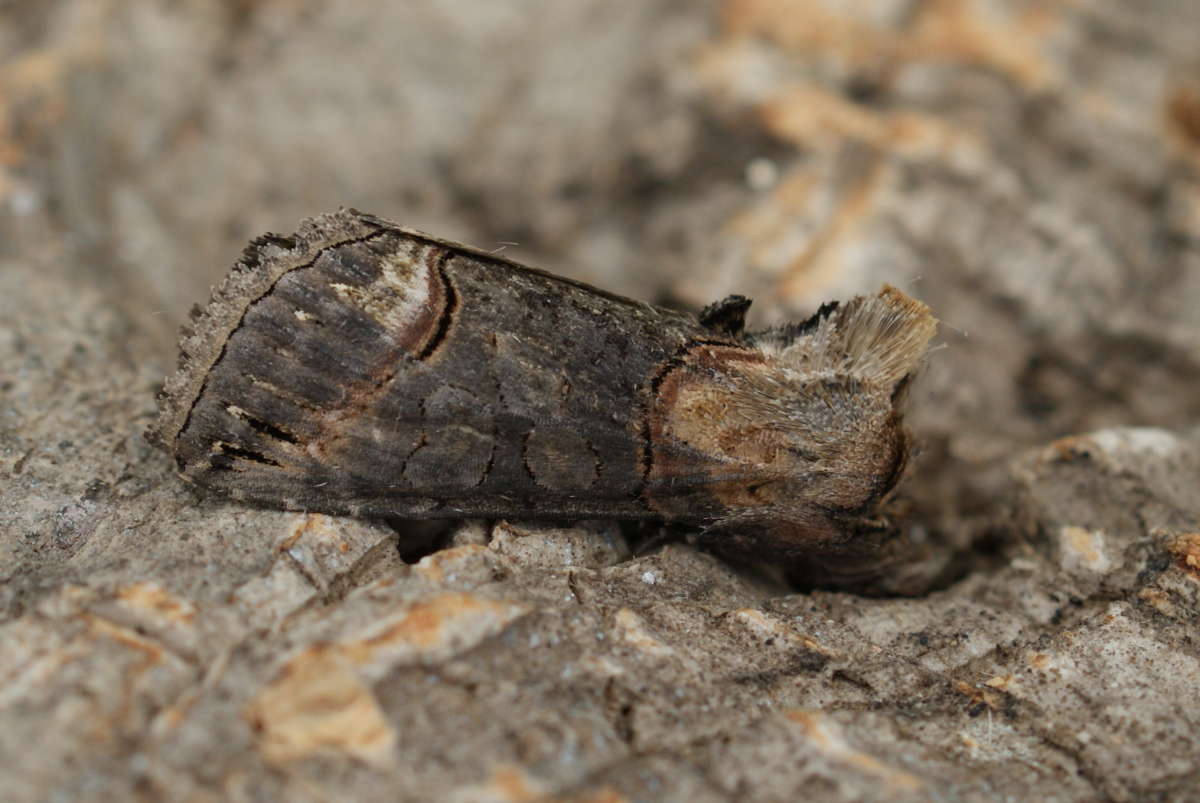 Dark Spectacle (Abrostola triplasia) photographed at Aylesham  by Dave Shenton 