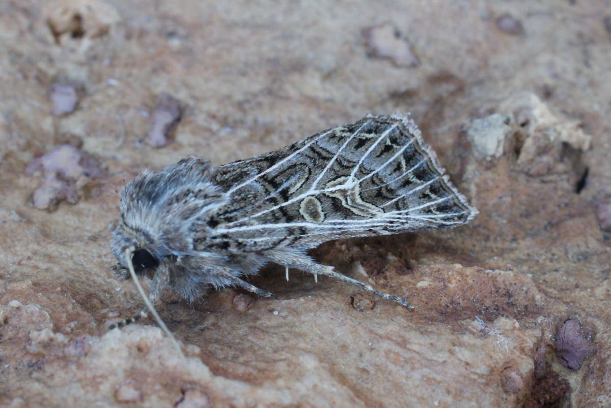 Feathered Gothic (Tholera decimalis) photographed at Aylesham  by Dave Shenton 