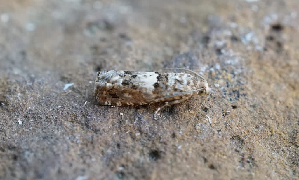 Yarrow Root-borer (Epiblema graphana) photographed at Couze et Saint Front, Dordogne by Dave Shenton