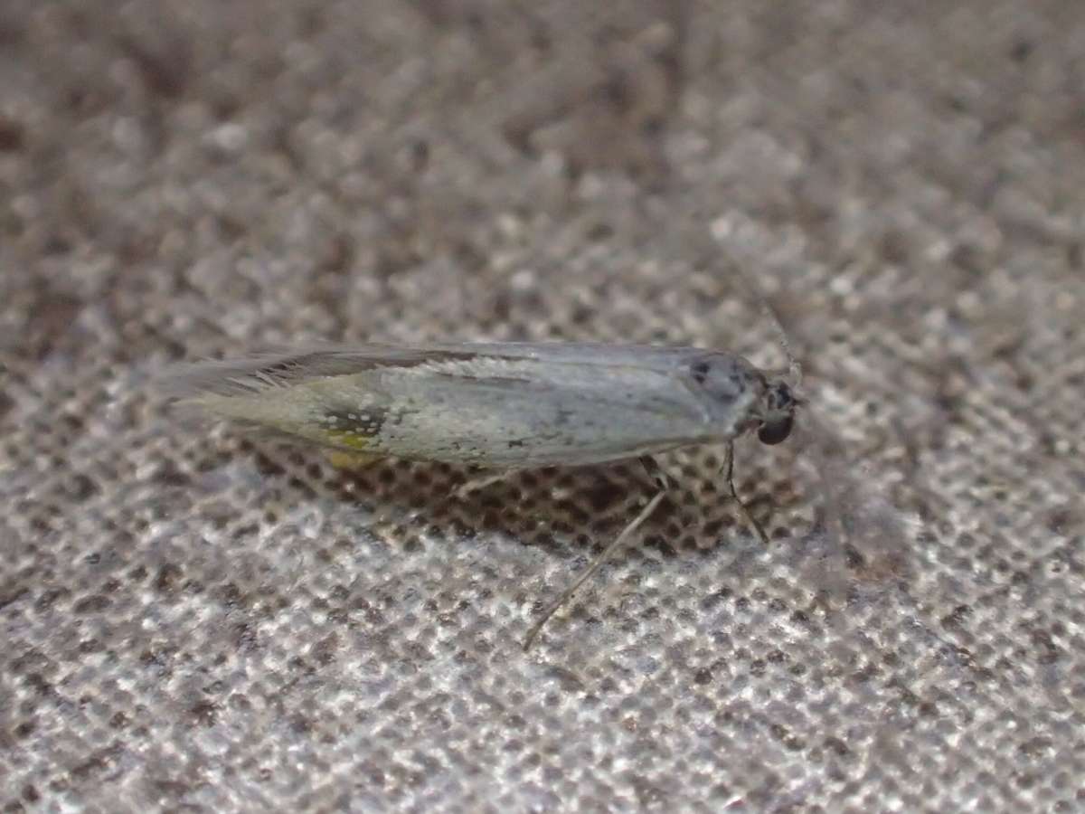 Grey Pine Ermine (Ocnerostoma friesei) photographed in Kent by Dave Shenton 