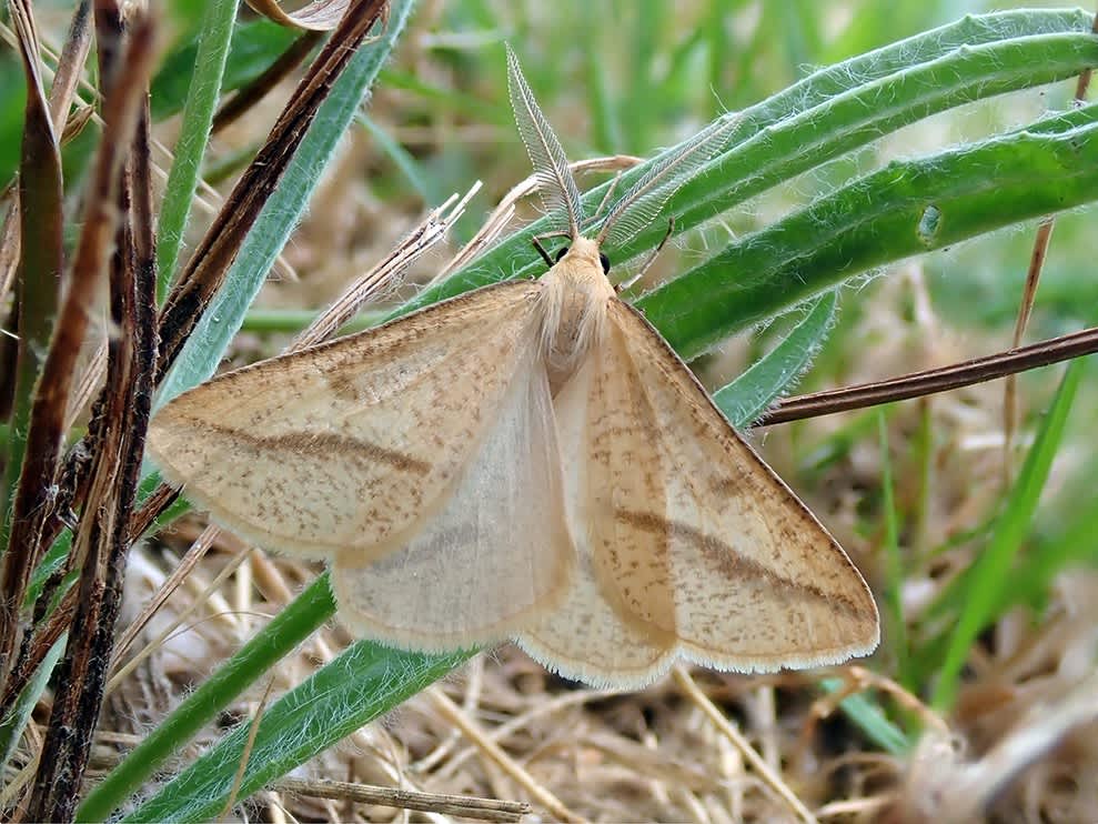 Straw Belle (Aspitates gilvaria) photographed in Kent by Darren Taylor 