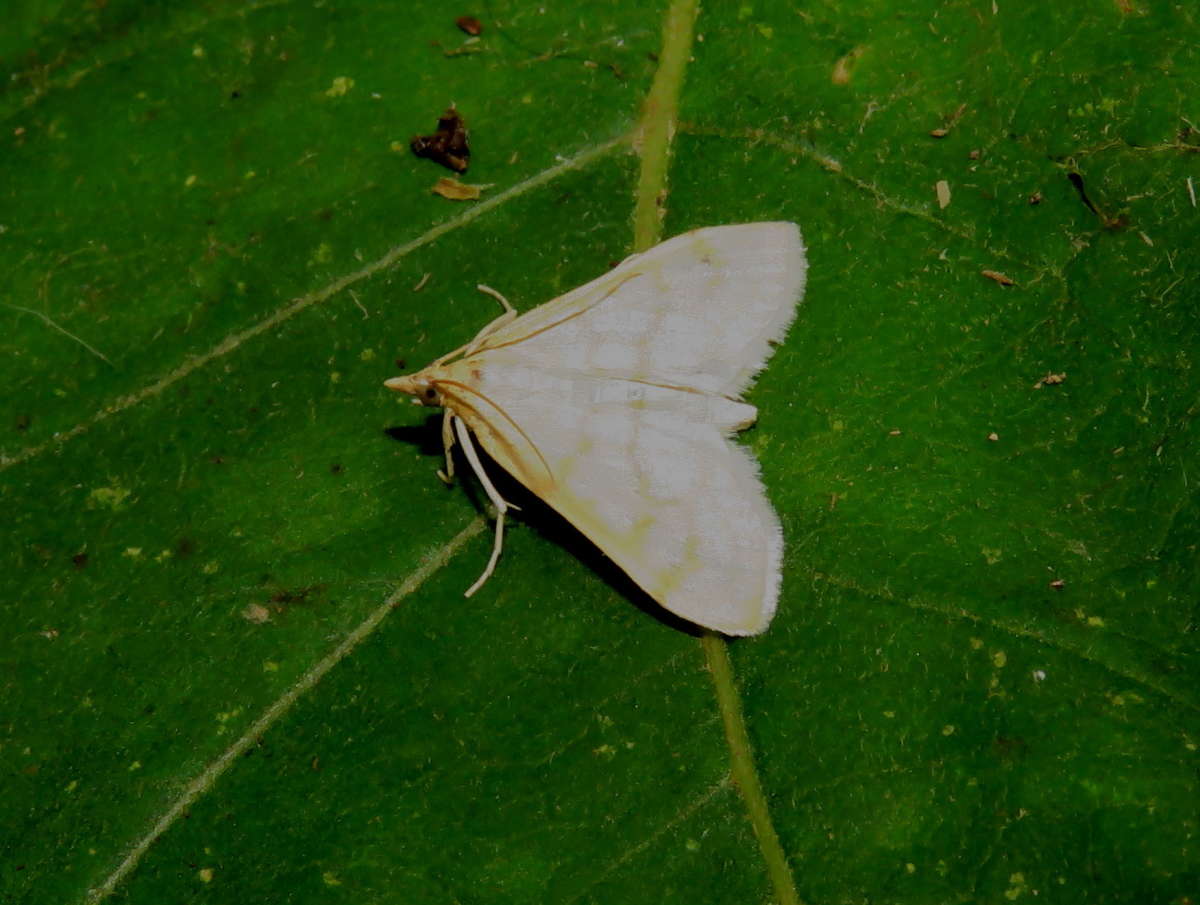 Scarce Straw Pearl (Paracorsia repandalis) photographed in Kent by Tony Rouse