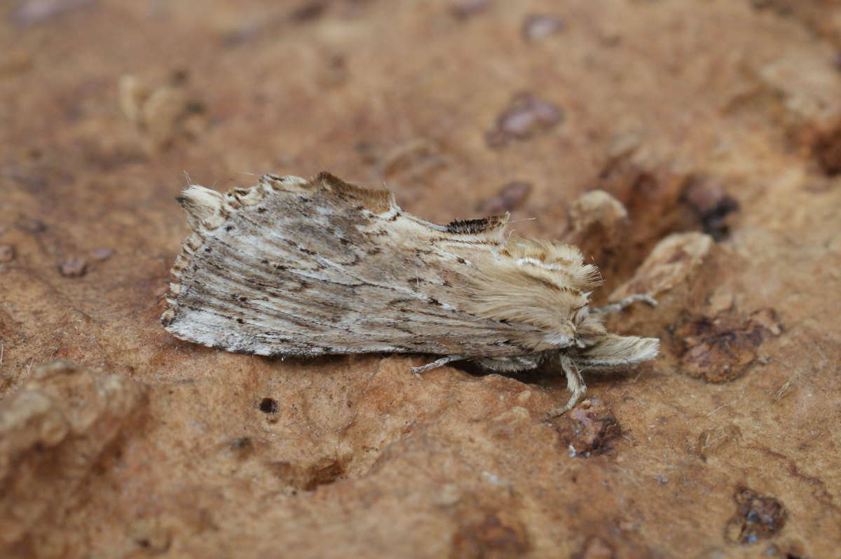 Pale Prominent (Pterostoma palpina) photographed at Aylesham  by Dave Shenton 