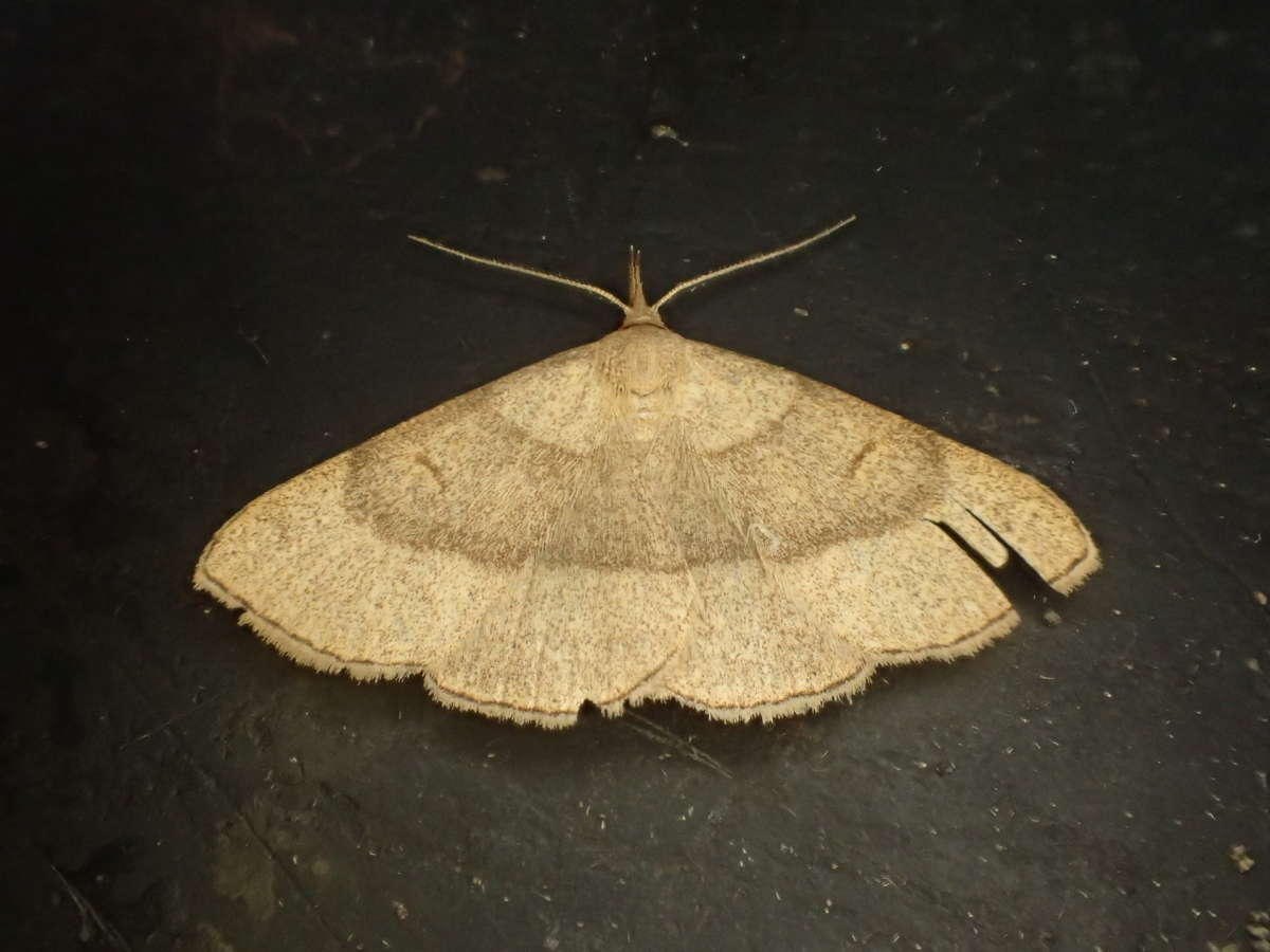 Clay Fan-foot (Paracolax tristalis) photographed at Clowes Wood by Dave Shenton 