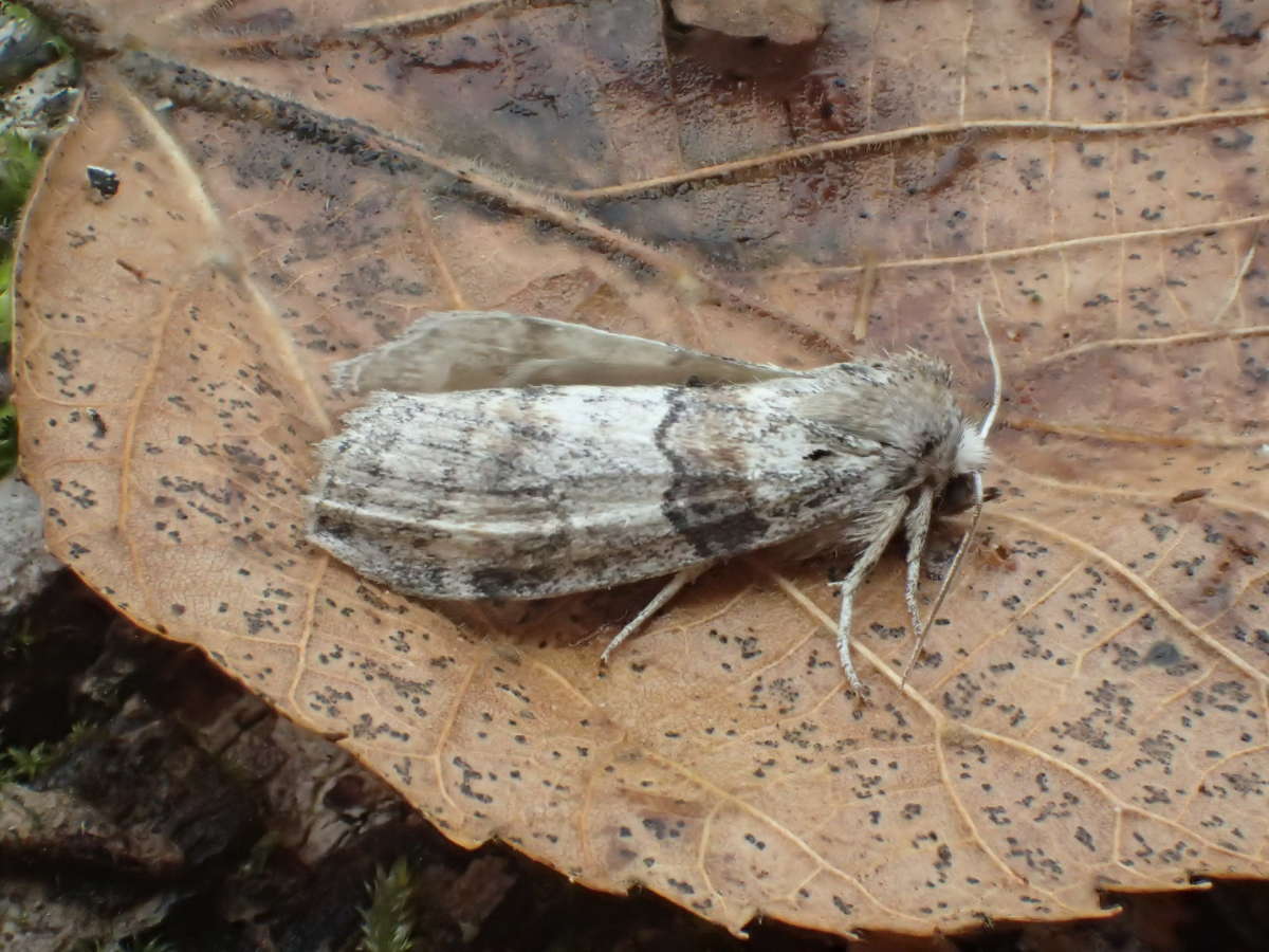 Oak Lutestring (Cymatophorina diluta) photographed in Kent by Dave Shenton 