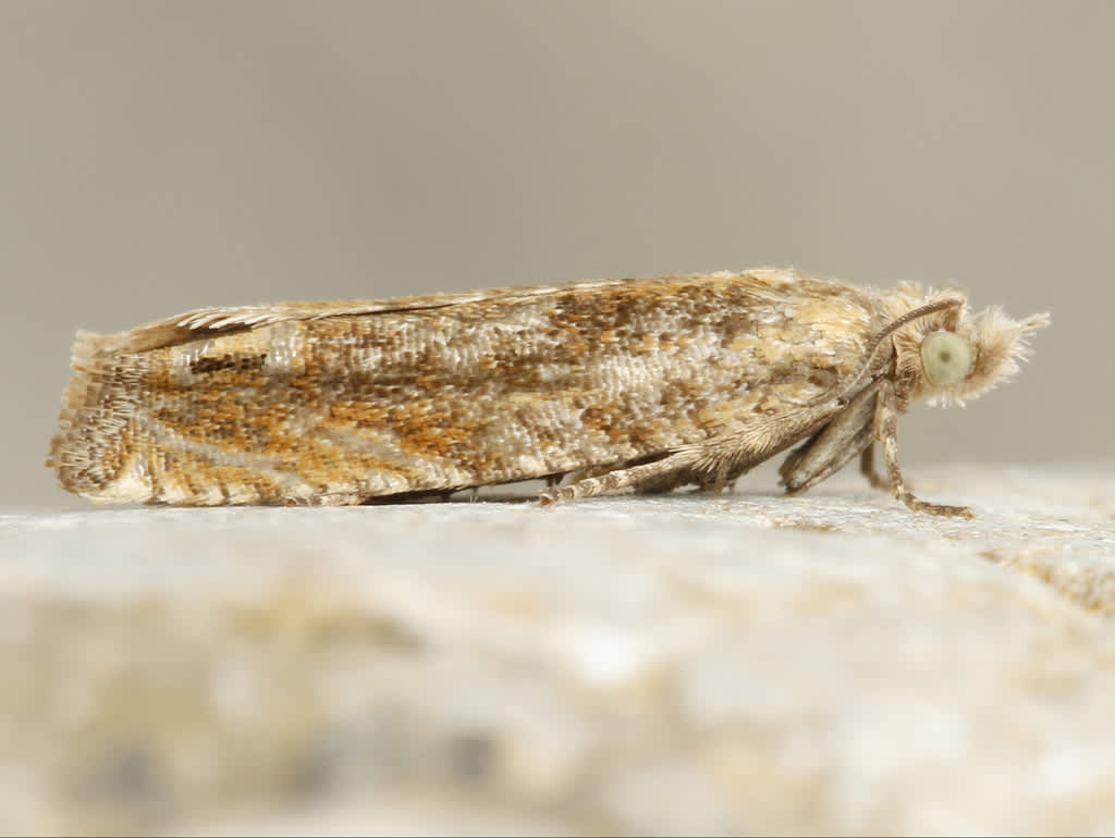 Saltmarsh Bell (Eucosma tripoliana) photographed in Kent by D Beadle