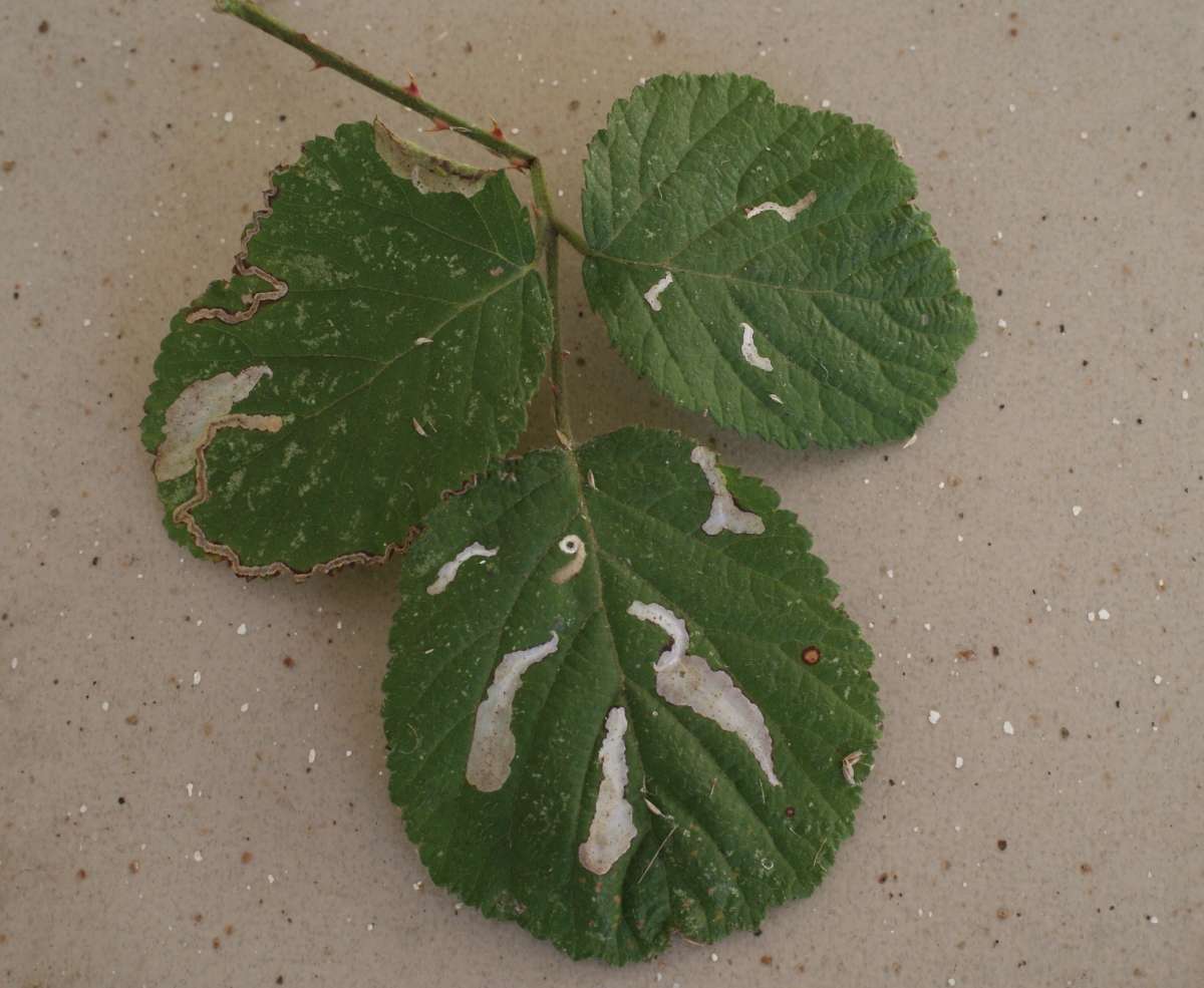 Bordered Carl (Coptotriche marginea) photographed in Kent by Dave Shenton 