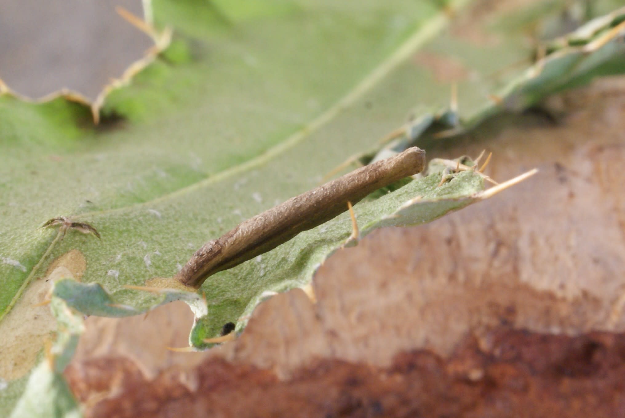 Pale Thistle Case-bearer (Coleophora peribenanderi) photographed at Aylesham  by Dave Shenton 