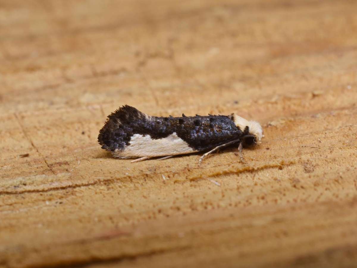 White-blotched Clothes Moth (Monopis monachella) photographed in Kent by Antony Wren